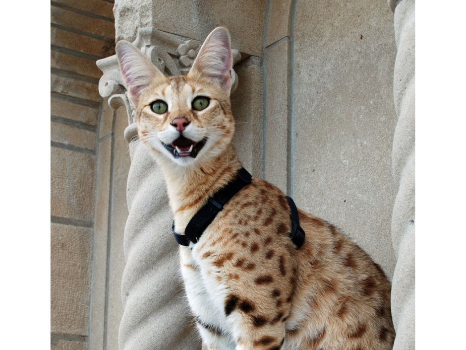 Женщина с кошкой