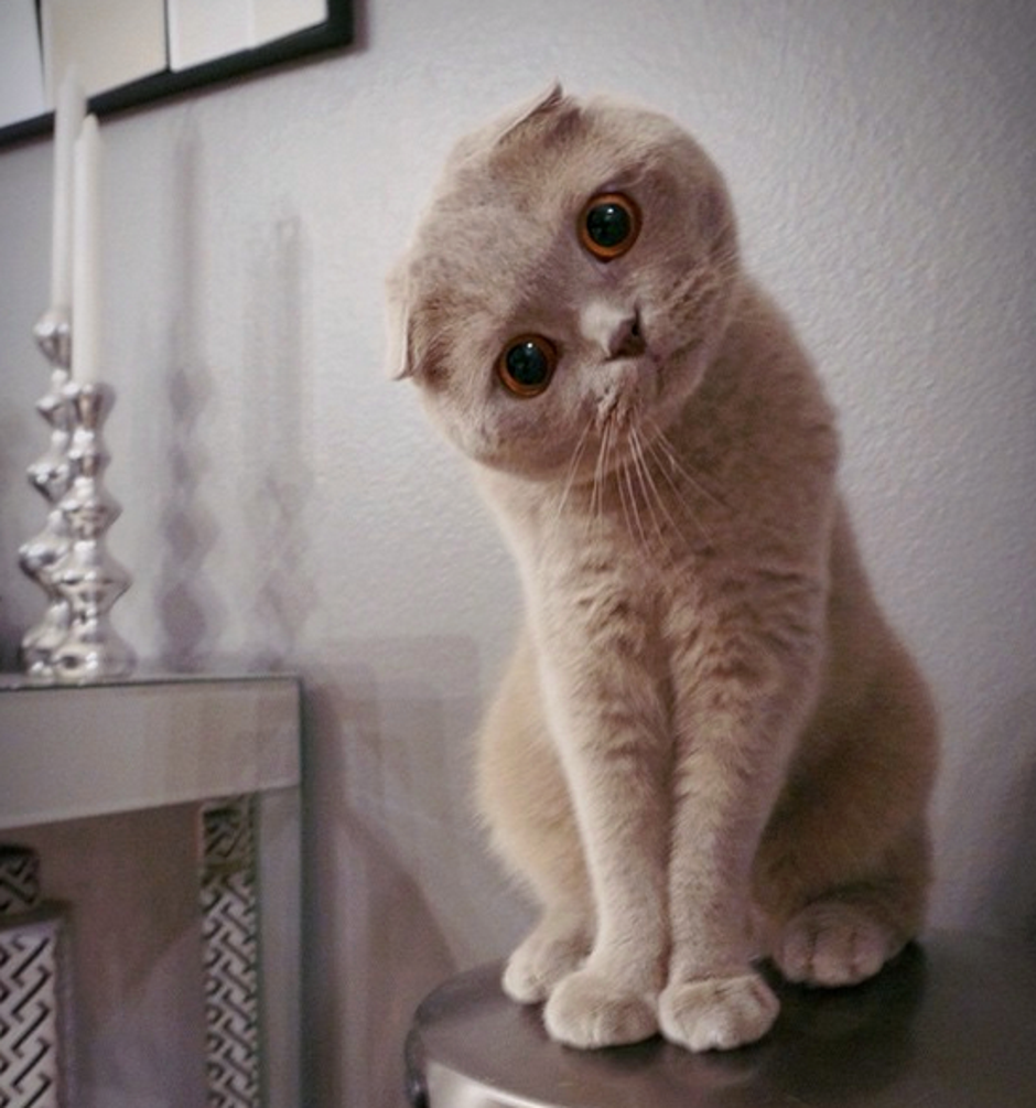 Шотландская вислоухая кошка мраморная