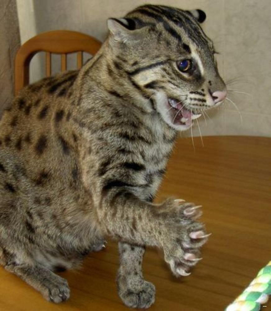 Шотландская вислоухая кошка помесь