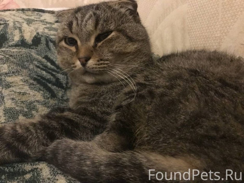 Камышовый вислоухий кот