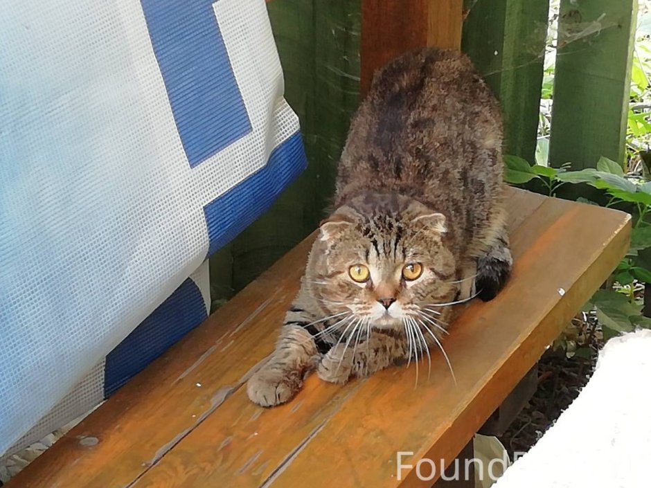 Камышовый вислоухий кот