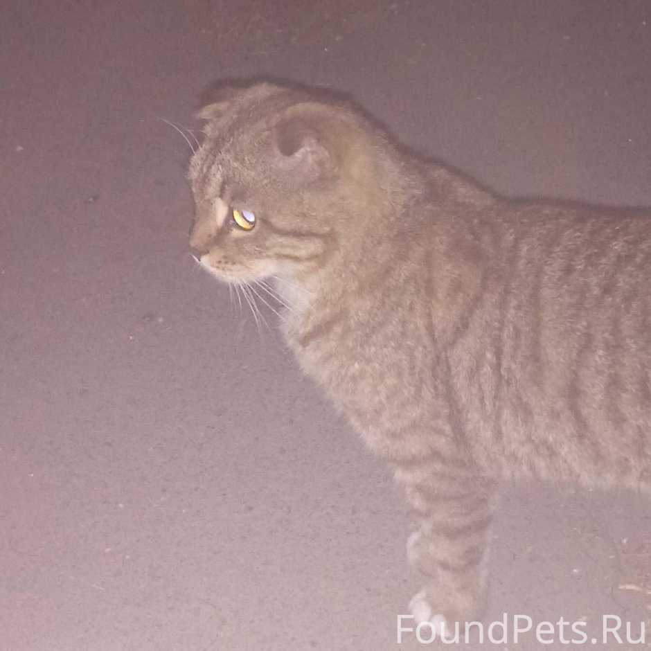 Шотландская вислоухая кошка рыжая