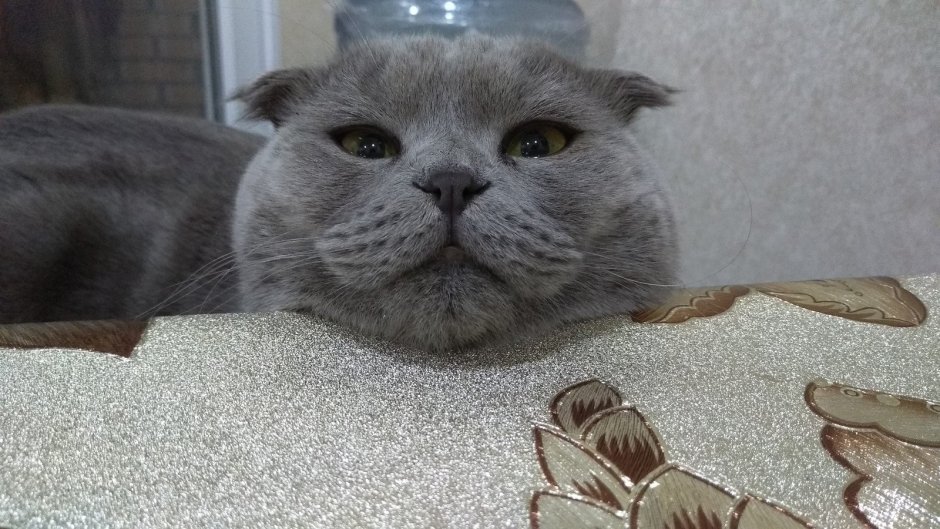 Виверровый кот рыболов