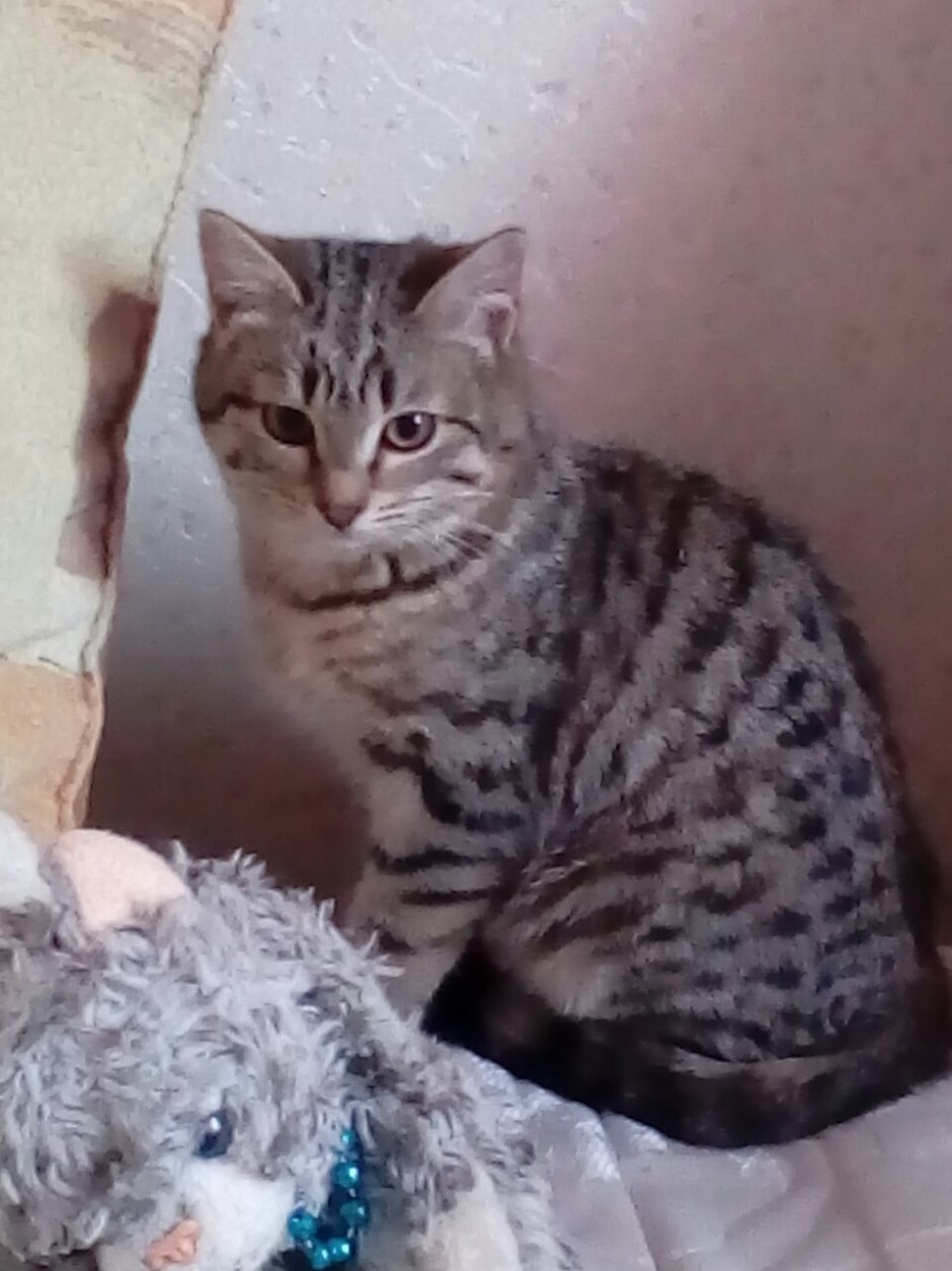 Шотландцы фолд все о них