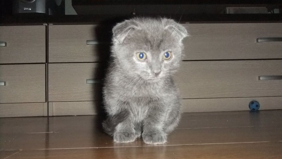 Швейцарский вислоухий кот