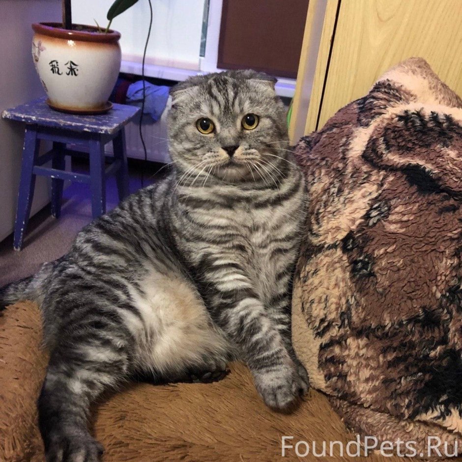 Тёмных вислоухих котов арт