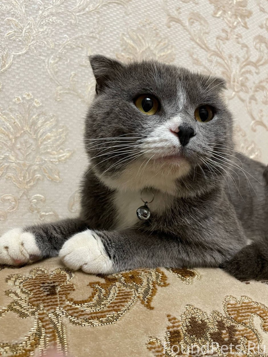 Шотландская вислоухая кошка метис