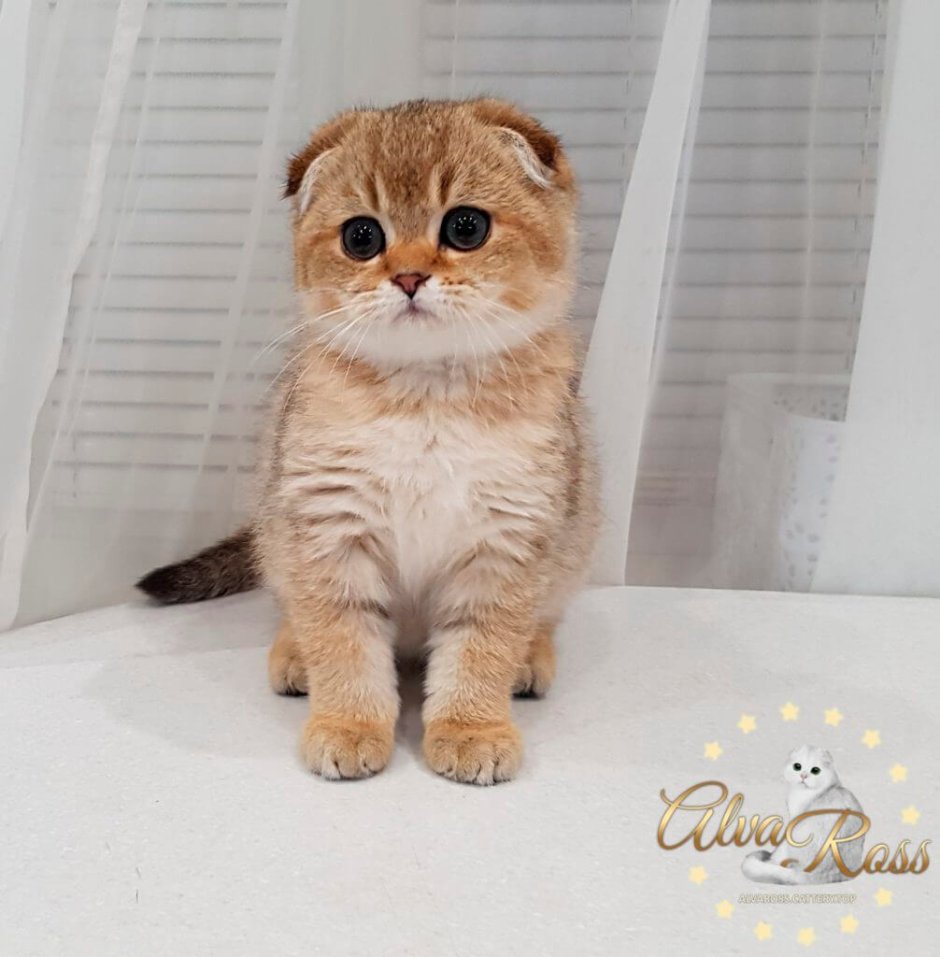 Черноногая кошка муравьиный тигр