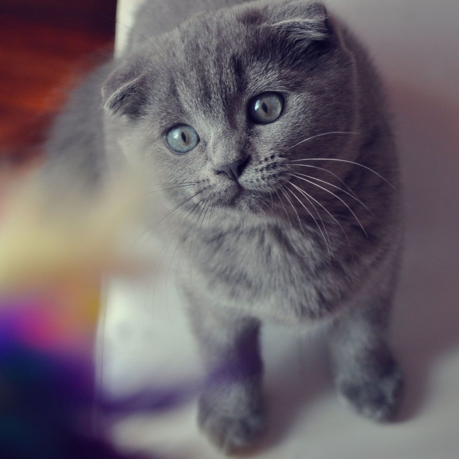 Вислоухий британец дымчатый