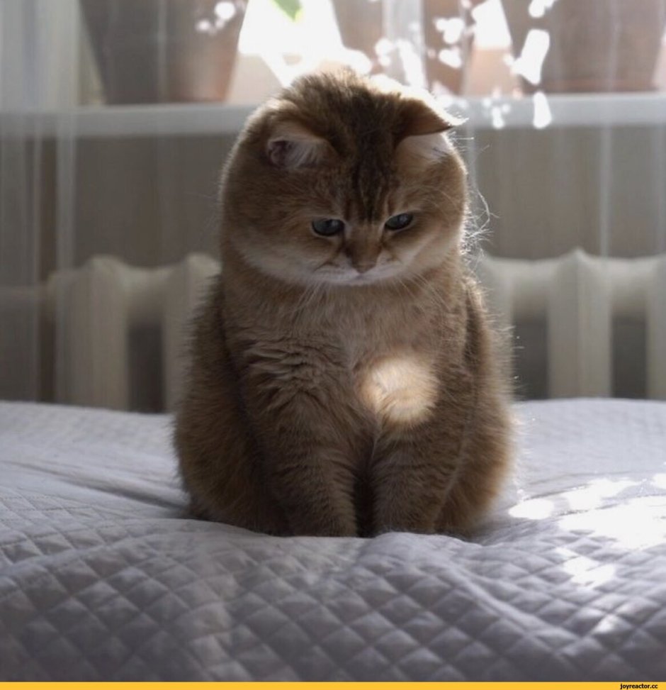 Кошка шиншилла Британская Золотая вислоухая