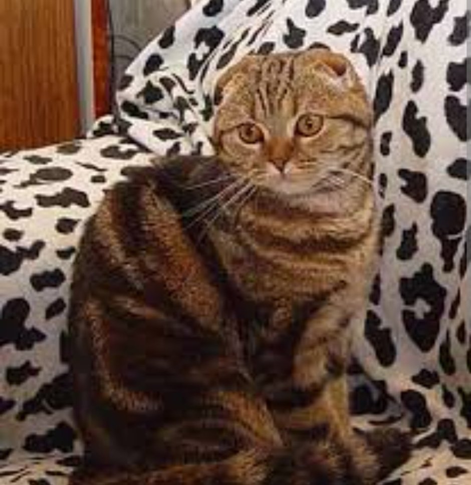 Китайская Гобийская кошка