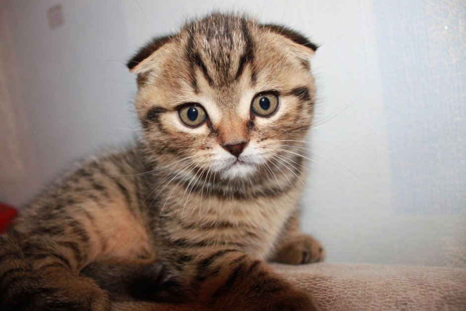 Шотландский вислоухий кот снежный Барс