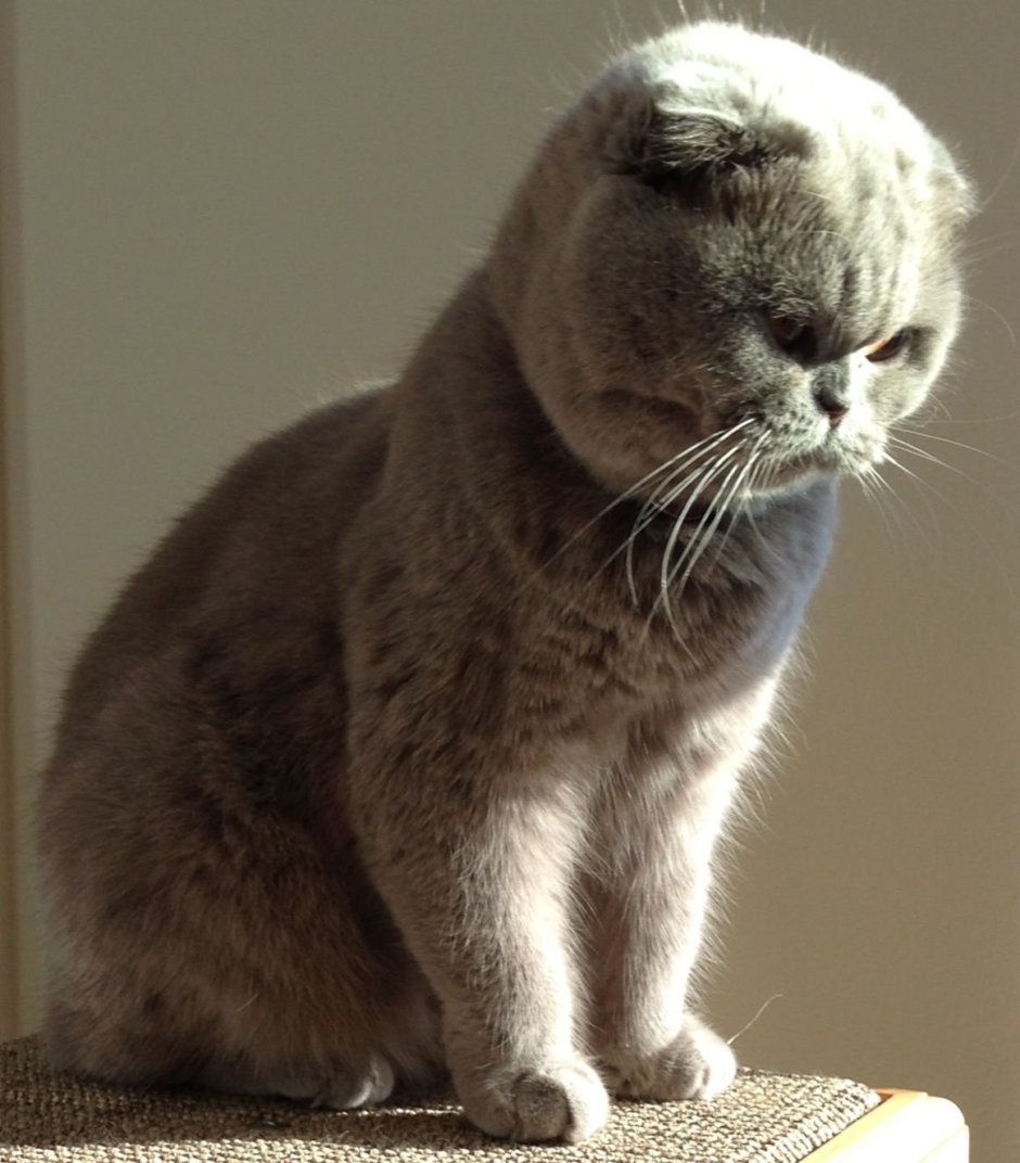 Шотландская вислоухая табби Браун