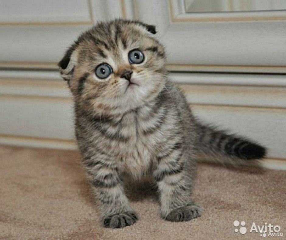 Кот вислоухий скачет боком дугой фото