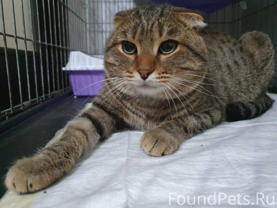 Камышовый вислоухий кот