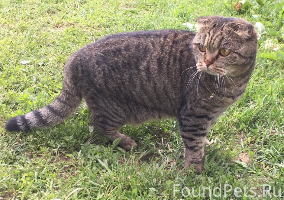Вислоухая Камышовая кошка с коротким хвостом