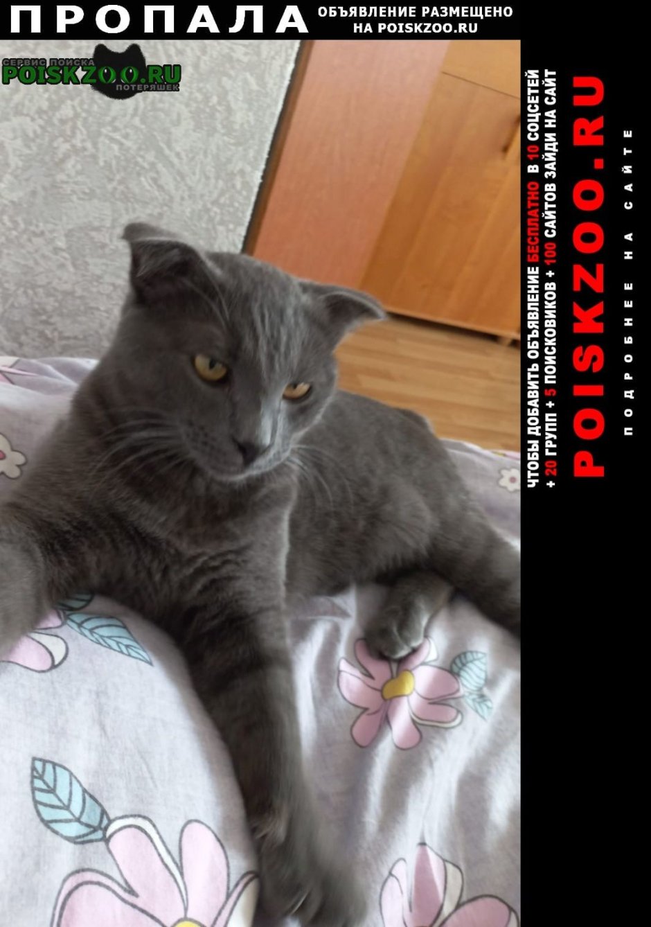 Шотландская вислоухая кошка n25