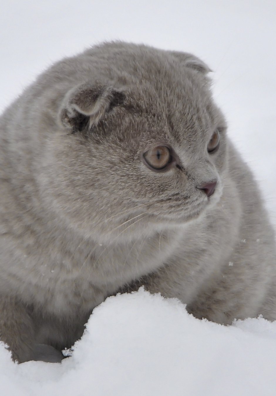 Потерялась кошка вислоухая