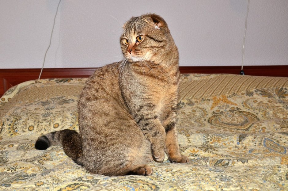 Шотландская Камышовая кошка