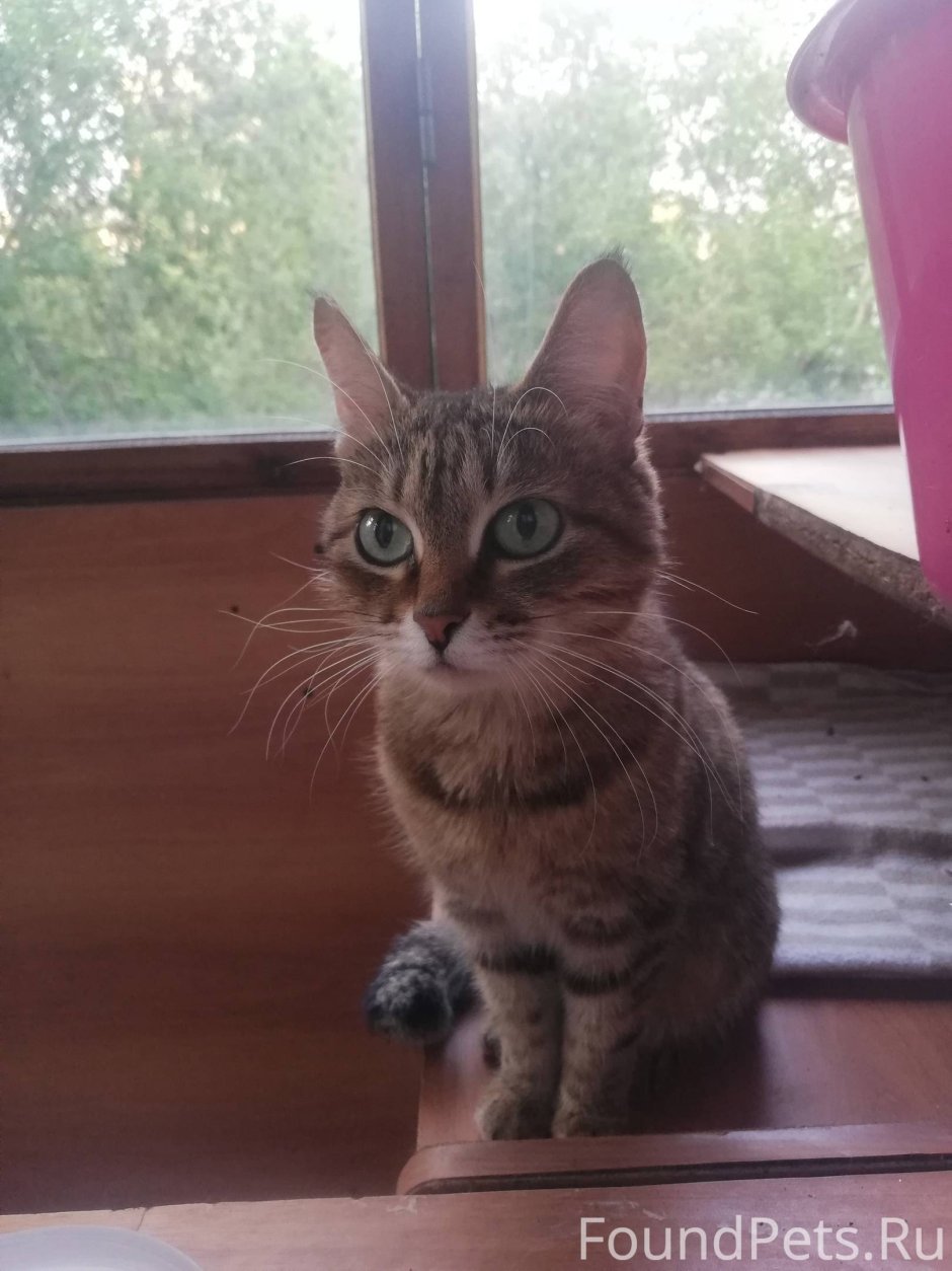 Вислоухий британец Барсик