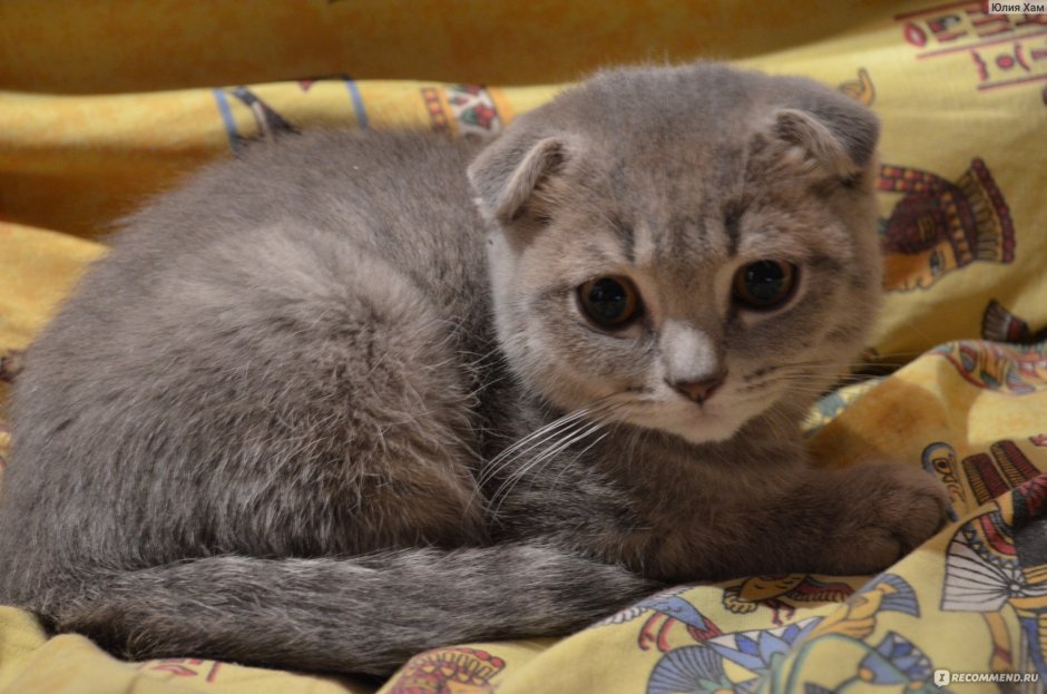 Кот с эффектом рыбий глаз