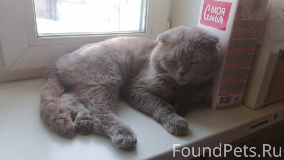 Вислоухий шотландец котенок на охоте 3 года