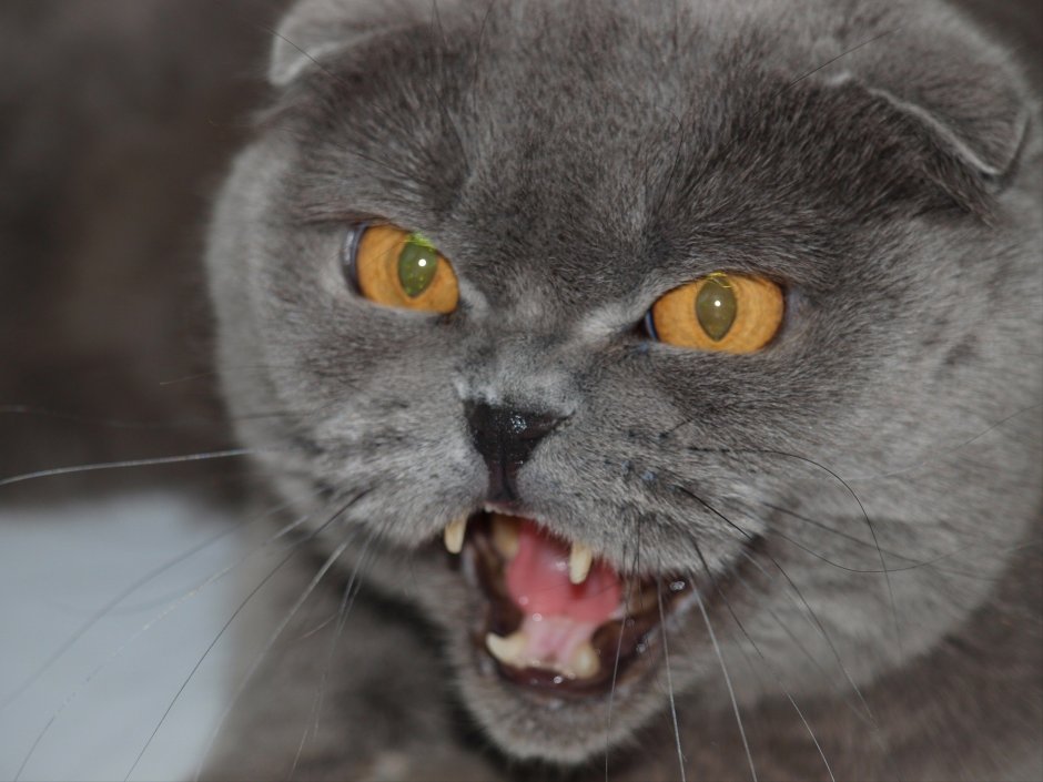 Злой шотландский кот вислоухий