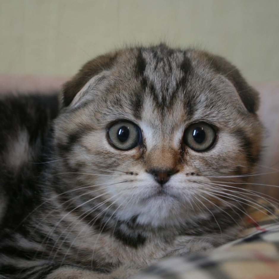 Британский голубоглазый кот серый