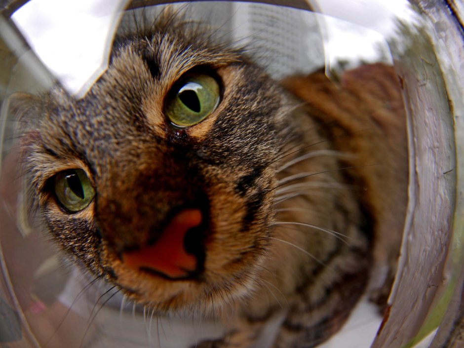 Шотландский вислоухий кот желтый