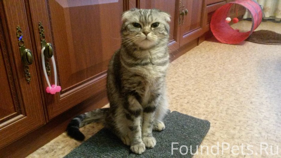 В Новосибирском зоопарке родились 16 детёнышей манула