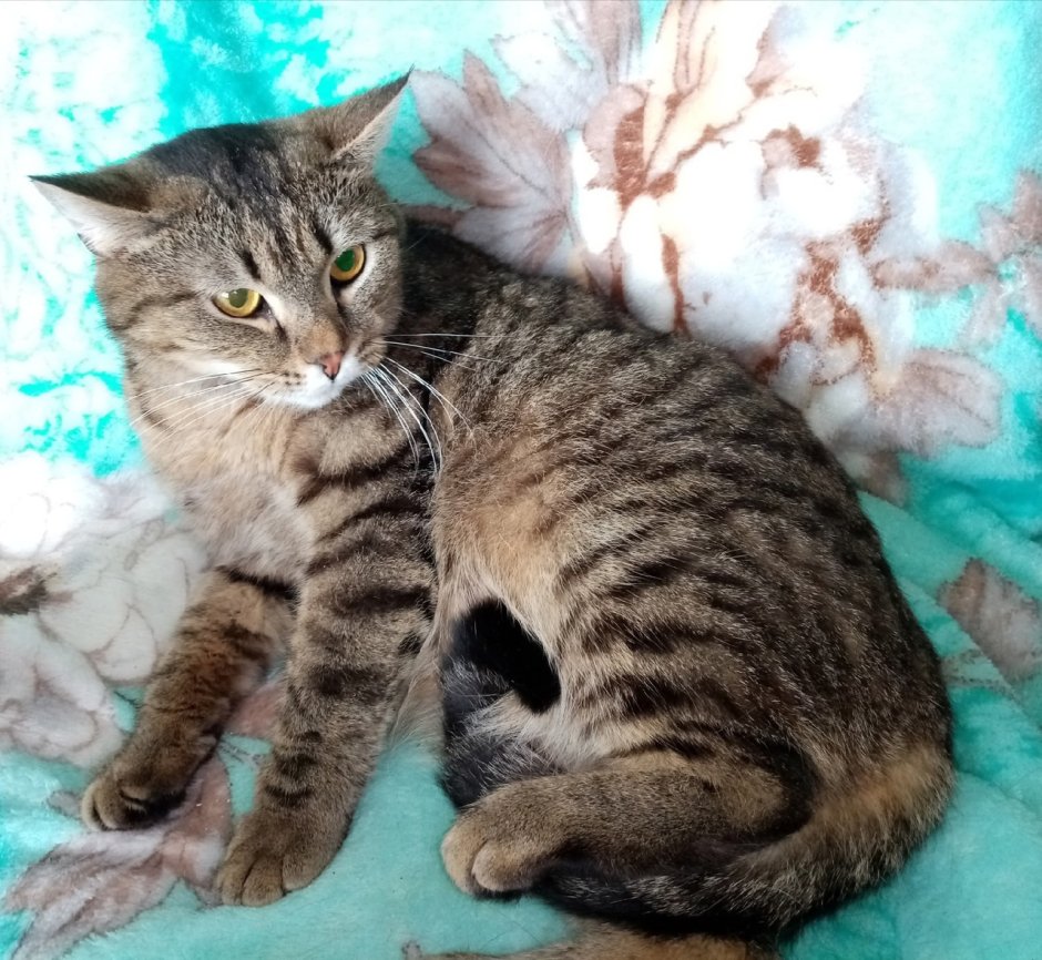 Шотландская вислоухая кошка голубая