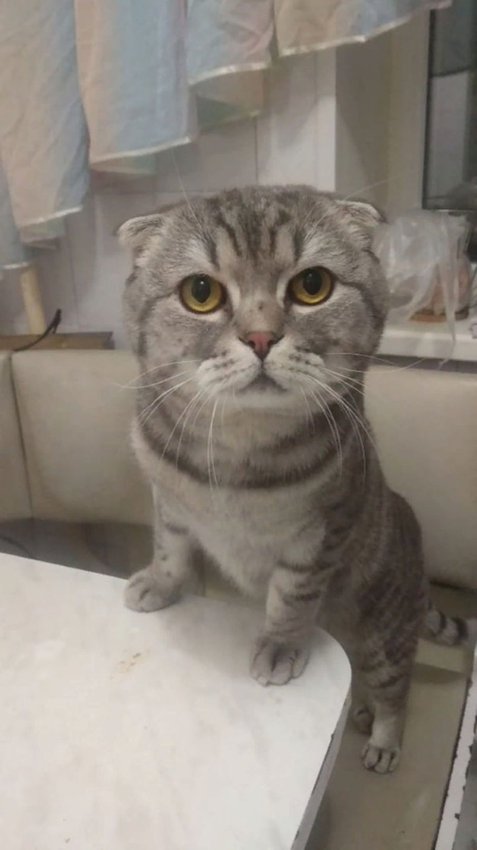 Картезианская кошка британец вислоухий