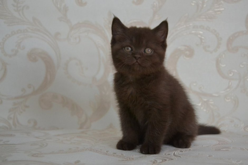 Темный шоколад котенок британский
