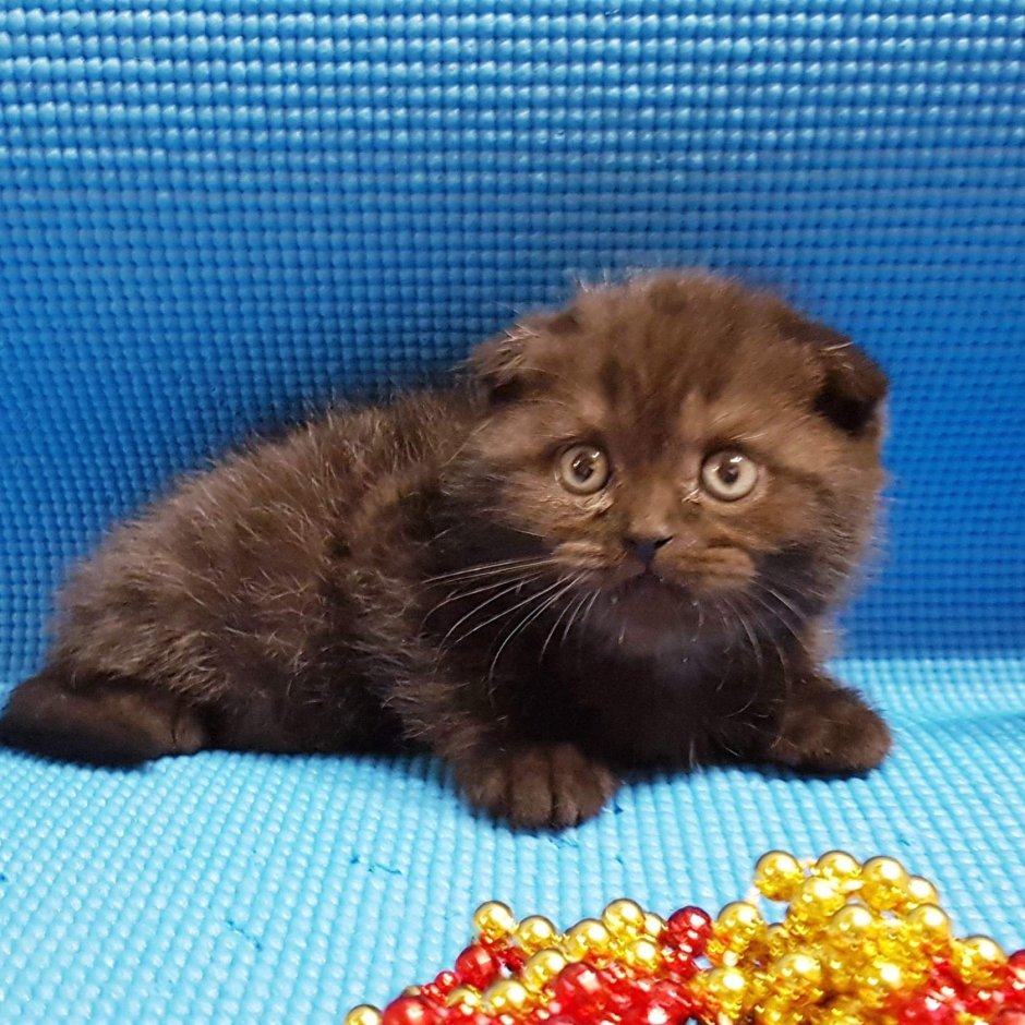 Скоттиш фолд шоколадного цвета