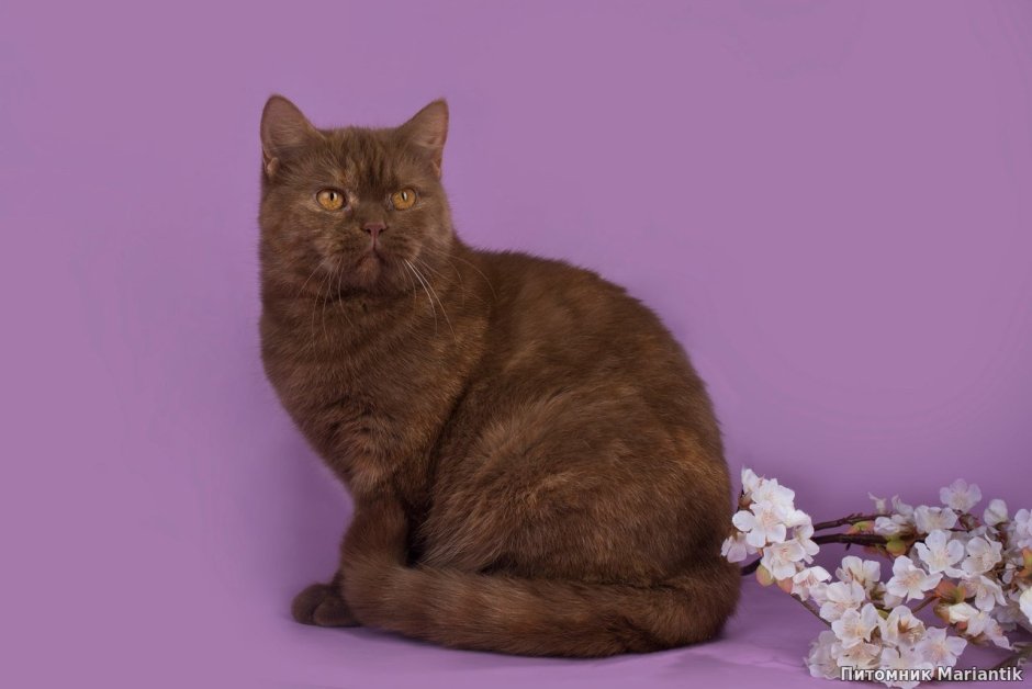 Шоколадный британец котенок вислоухий