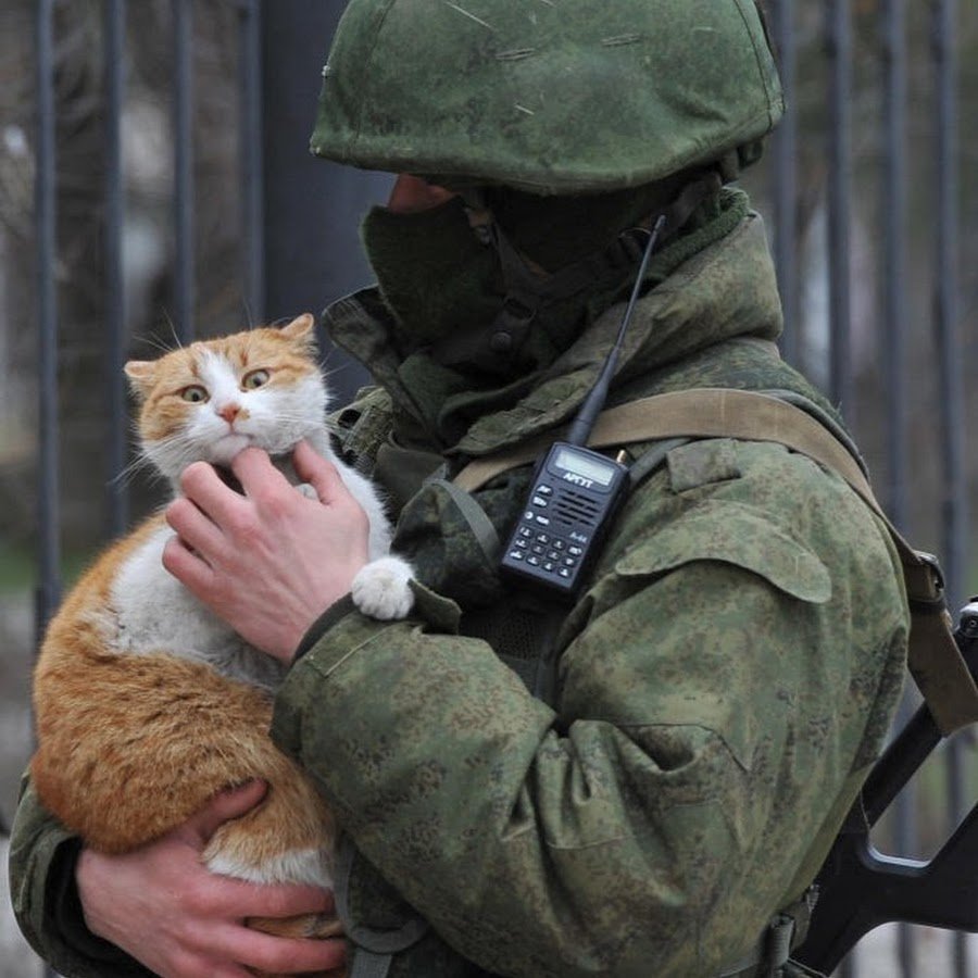 Аниме коты Эстетика