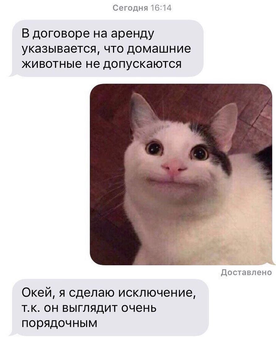 Кот солдат
