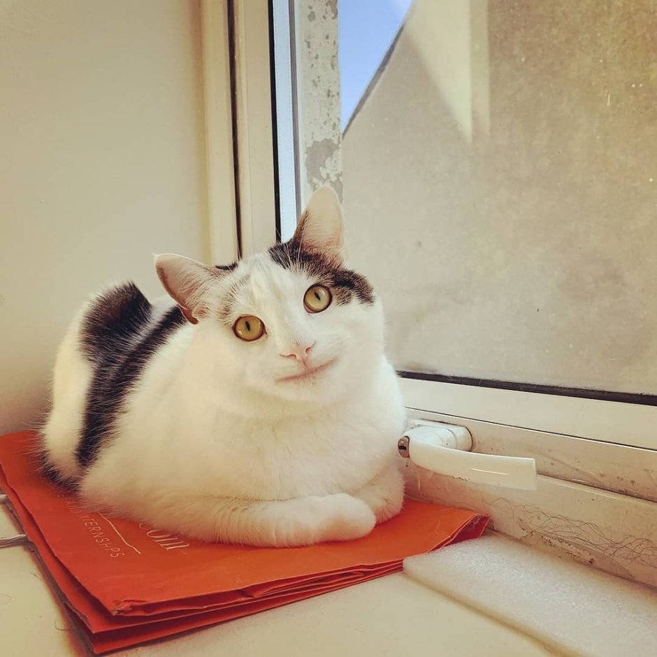 Вежливый кот