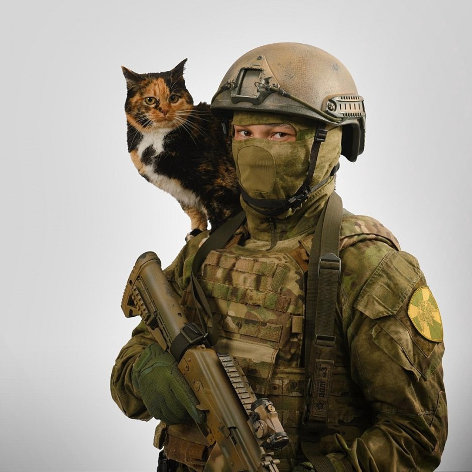 Кот военный