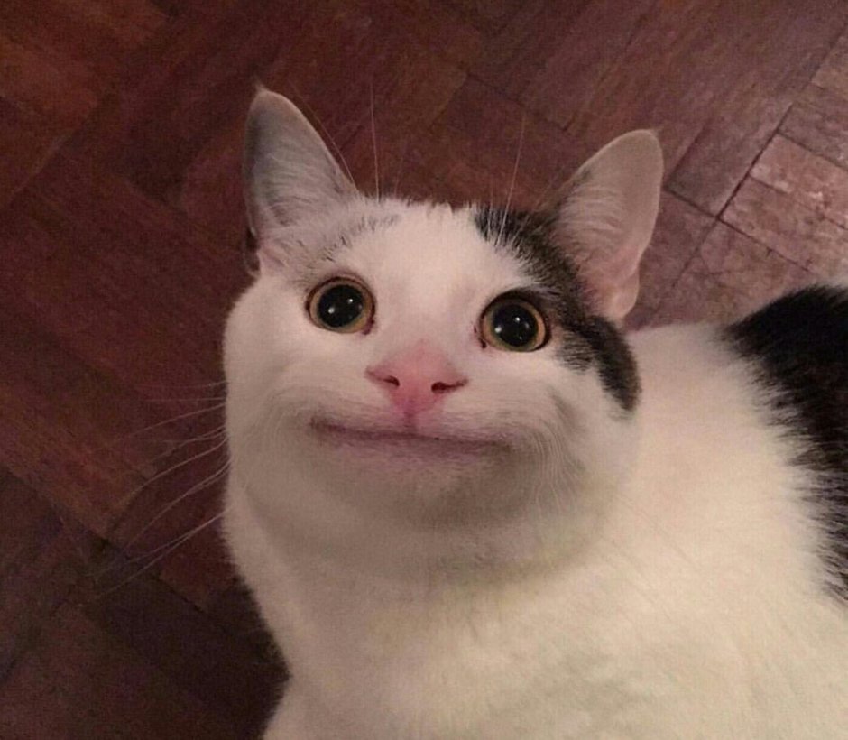 Коты мемы