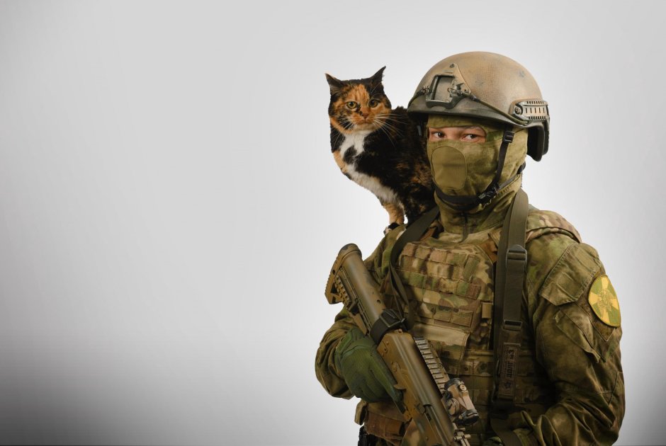 Кот военный