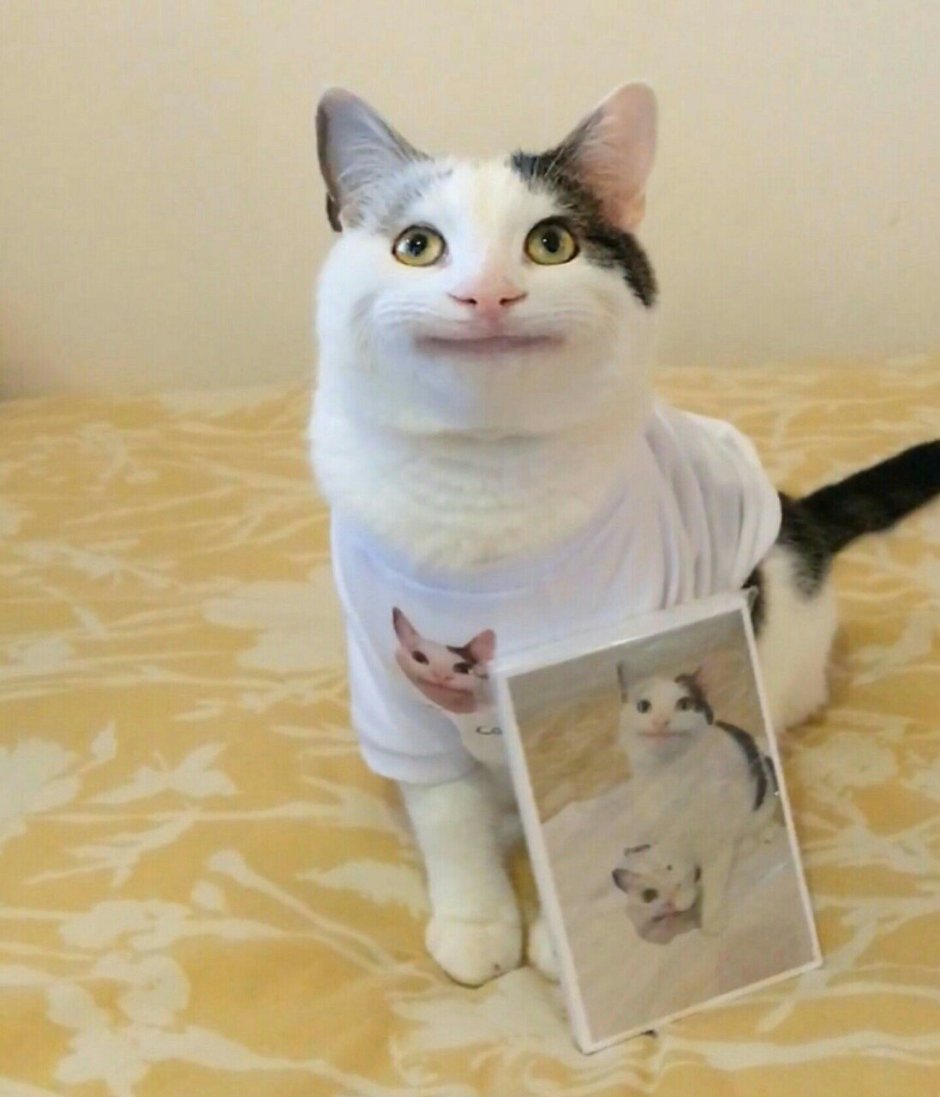 Коты Пинтерест