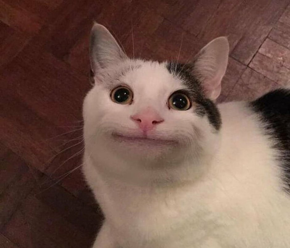 Кот показывает пальцем на тебя