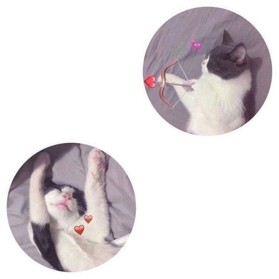 Котики Чиби кавай