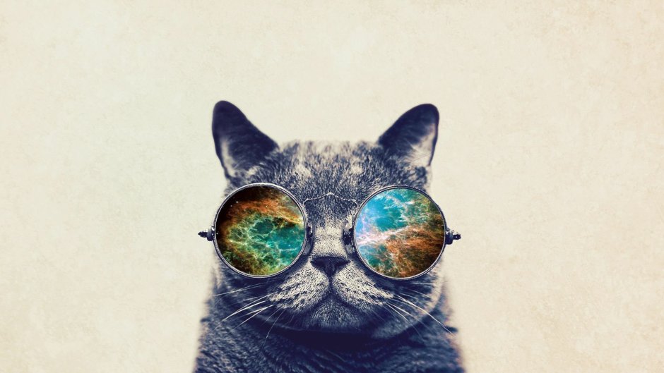 Кот в очках