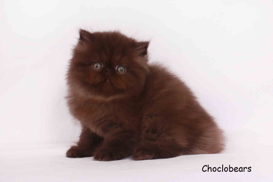 Шоколадный экзот кошка