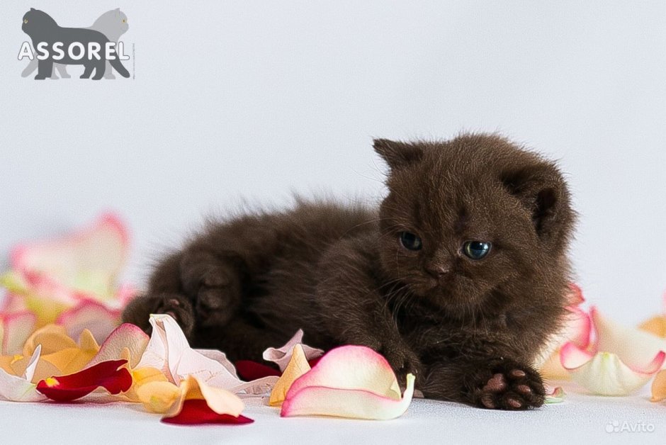 Кот экзот черный