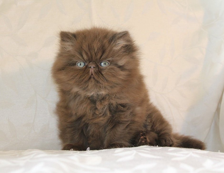 Экзотическая кошка (кот экзот)