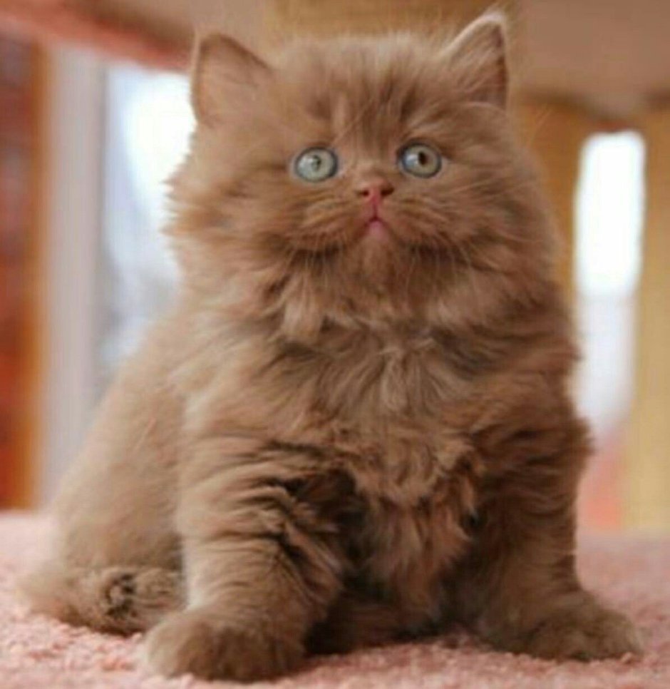Шоколадный британец кот