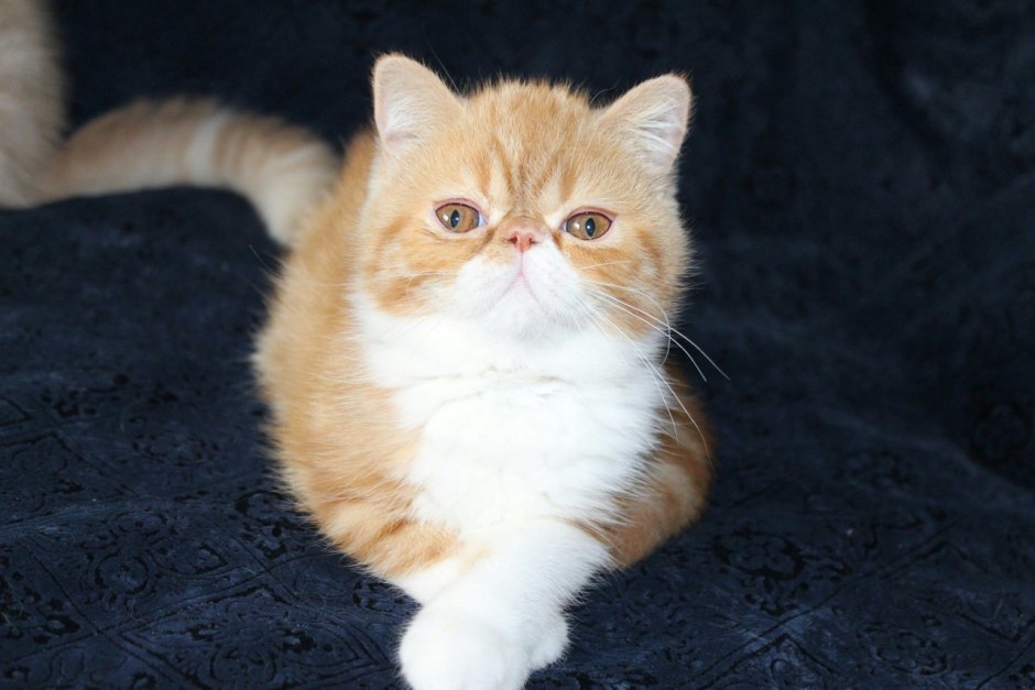 Кот экзот